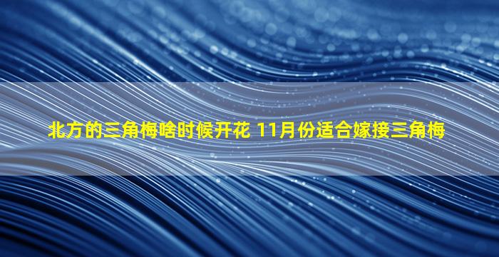 北方的三角梅啥时候开花 11月份适合嫁接三角梅